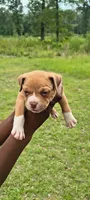 Red Collar, a male American Bully for sale in Bishopville, SC – 1 of 2