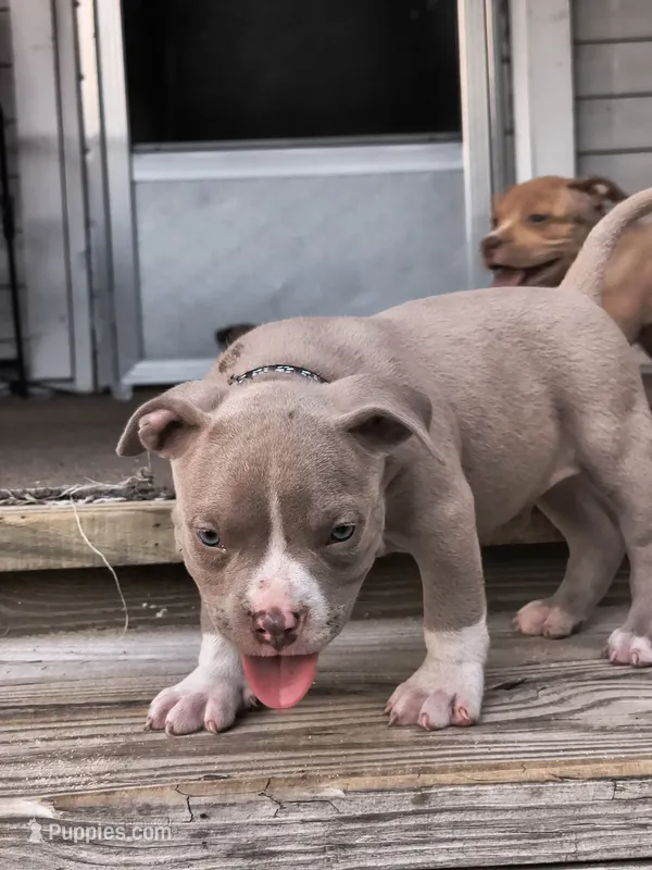 Black Collar  – American Bully puppy for sale in Bishopville, SC