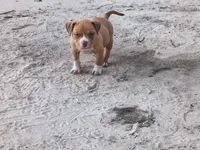 Red Collar, a male American Bully for sale in Bishopville, SC – 5 of 6