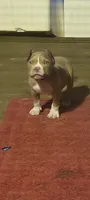 Black Collar , a male American Bully for sale in Bishopville, SC – 3 of 10