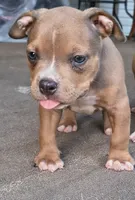 Yellow Collar , a female American Bully for sale in Bishopville, SC – 2 of 10