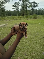 Orange Collar , a female American Bully for sale in Bishopville, SC – 2 of 3