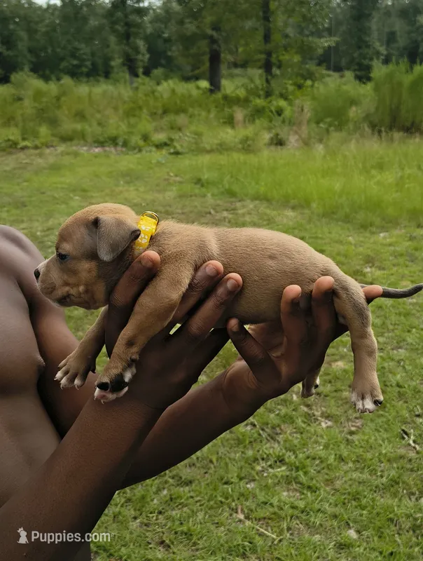 Yellow Collar  – American Bully puppy for sale in Bishopville, SC