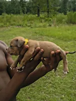 Yellow Collar , a female American Bully for sale in Bishopville, SC – 1 of 2