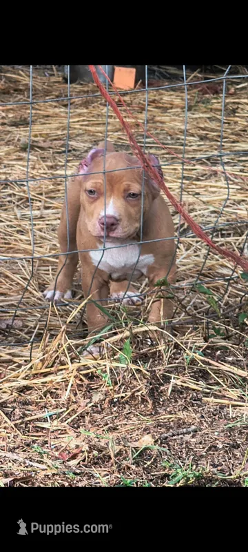 Pink Collar – American Bully puppy for sale in Bishopville, SC