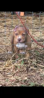Pink Collar, a female American Bully for sale in Bishopville, SC – 1 of 10