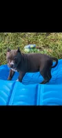 Blue Collar , a male American Bully for sale in Bishopville, SC – 2 of 10