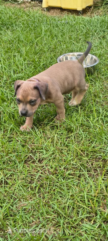 Purple Collar – American Bully puppy for sale in Bishopville, SC