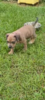 Purple Collar, a male American Bully for sale in Bishopville, SC – 3 of 10