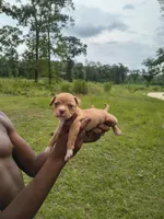 Pink Collar, a female American Bully for sale in Bishopville, SC – 2 of 3