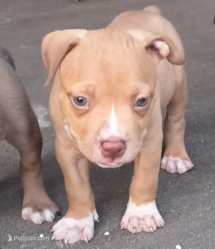 Pink Collar – American Bully puppy for sale in Bishopville, SC