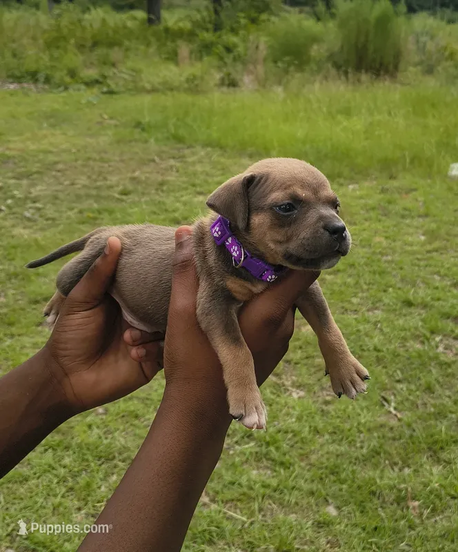 Purple Collar – American Bully puppy for sale in Bishopville, SC