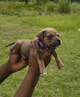Purple Collar, a male American Bully for sale in Bishopville, SC – 1 of 3