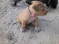 Pink Collar, a female American Bully for sale in Bishopville, SC – 6 of 10
