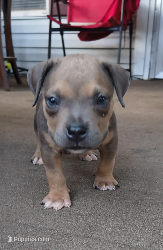 Purple Collar – American Bully puppy for sale in Bishopville, SC