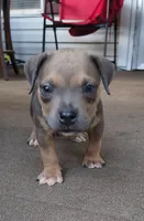 Purple Collar, a male American Bully for sale in Bishopville, SC – 5 of 10