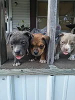 Light Blue Collar , a female American Bully for sale in Bishopville, SC – 7 of 8