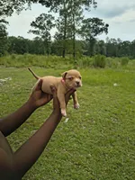 Pink Collar, a female American Bully for sale in Bishopville, SC – 3 of 3