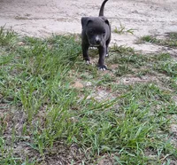 Light Blue Collar , a female American Bully for sale in Bishopville, SC – 4 of 8