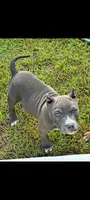 Blue Collar , a male American Bully for sale in Bishopville, SC – 5 of 10