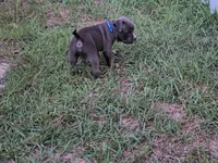 Blue Collar , a male American Bully for sale in Bishopville, SC – 8 of 10