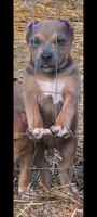 Purple Collar, a male American Bully for sale in Bishopville, SC – 2 of 10