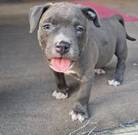 Light Blue Collar , a female American Bully for sale in Bishopville, SC – 3 of 8