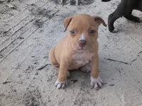 Pink Collar, a female American Bully for sale in Bishopville, SC – 7 of 10