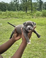 Blue Collar , a male American Bully for sale in Bishopville, SC – 2 of 2