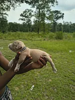 Black Collar , a male American Bully for sale in Bishopville, SC – 3 of 3