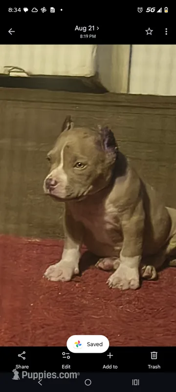 Black Collar  – American Bully puppy for sale in Bishopville, SC