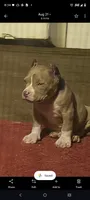 Black Collar , a male American Bully for sale in Bishopville, SC – 1 of 10