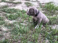 Black Collar , a male American Bully for sale in Bishopville, SC – 9 of 10