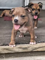 Yellow Collar , a female American Bully for sale in Bishopville, SC – 4 of 10