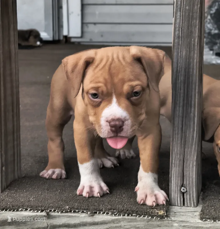 Red Collar – American Bully puppy for sale in Bishopville, SC