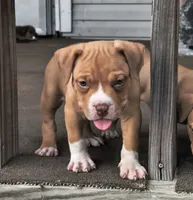 Red Collar, a male American Bully for sale in Bishopville, SC – 1 of 6