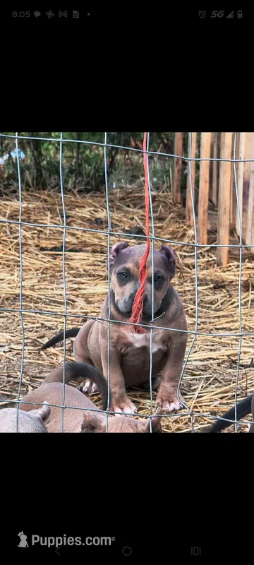 Purple Collar – American Bully puppy for sale in Bishopville, SC