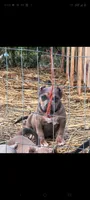 Purple Collar, a male American Bully for sale in Bishopville, SC – 1 of 10