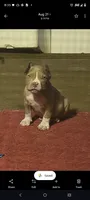 Black Collar , a male American Bully for sale in Bishopville, SC – 2 of 10
