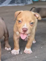 Pink Collar, a female American Bully for sale in Bishopville, SC – 5 of 10