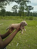 Black Collar , a male American Bully for sale in Bishopville, SC – 2 of 3