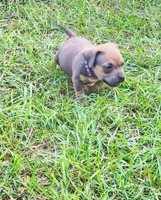 Purple Collar, a male American Bully for sale in Bishopville, SC – 9 of 10