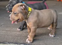 Yellow Collar , a female American Bully for sale in Bishopville, SC – 6 of 10