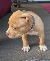 Pink Collar, a female American Bully for sale in Bishopville, SC – 4 of 10