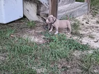 Black Collar , a male American Bully for sale in Bishopville, SC – 10 of 10