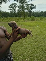 Purple Collar, a male American Bully for sale in Bishopville, SC – 3 of 3