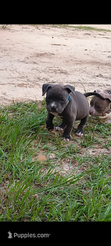Light Blue Collar  – American Bully puppy for sale in Bishopville, SC