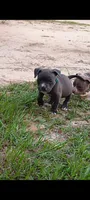 Light Blue Collar , a female American Bully for sale in Bishopville, SC – 1 of 8