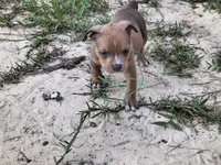 Yellow Collar , a female American Bully for sale in Bishopville, SC – 9 of 10