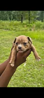 Yellow Collar , a female American Bully for sale in Bishopville, SC – 2 of 2